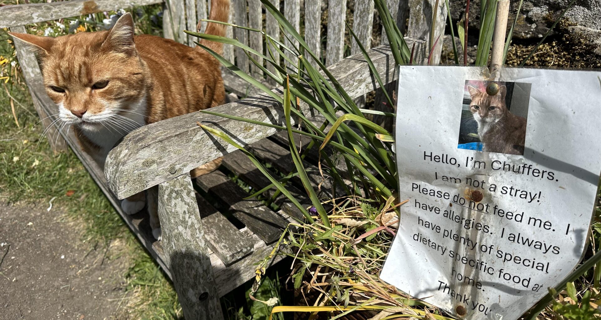 Met The distinguished Chuffers today. What a lovely fella.