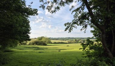 A picture of the countryside this evening.