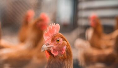 Why aren’t Iceland and Co-op acting on chicken welfare? | Comment & Opinion