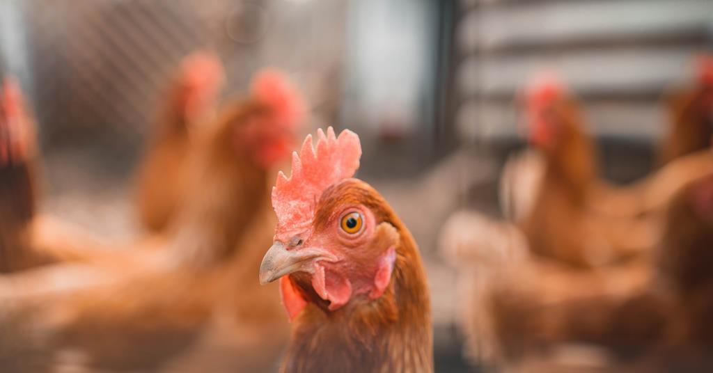 Why aren’t Iceland and Co-op acting on chicken welfare? | Comment & Opinion