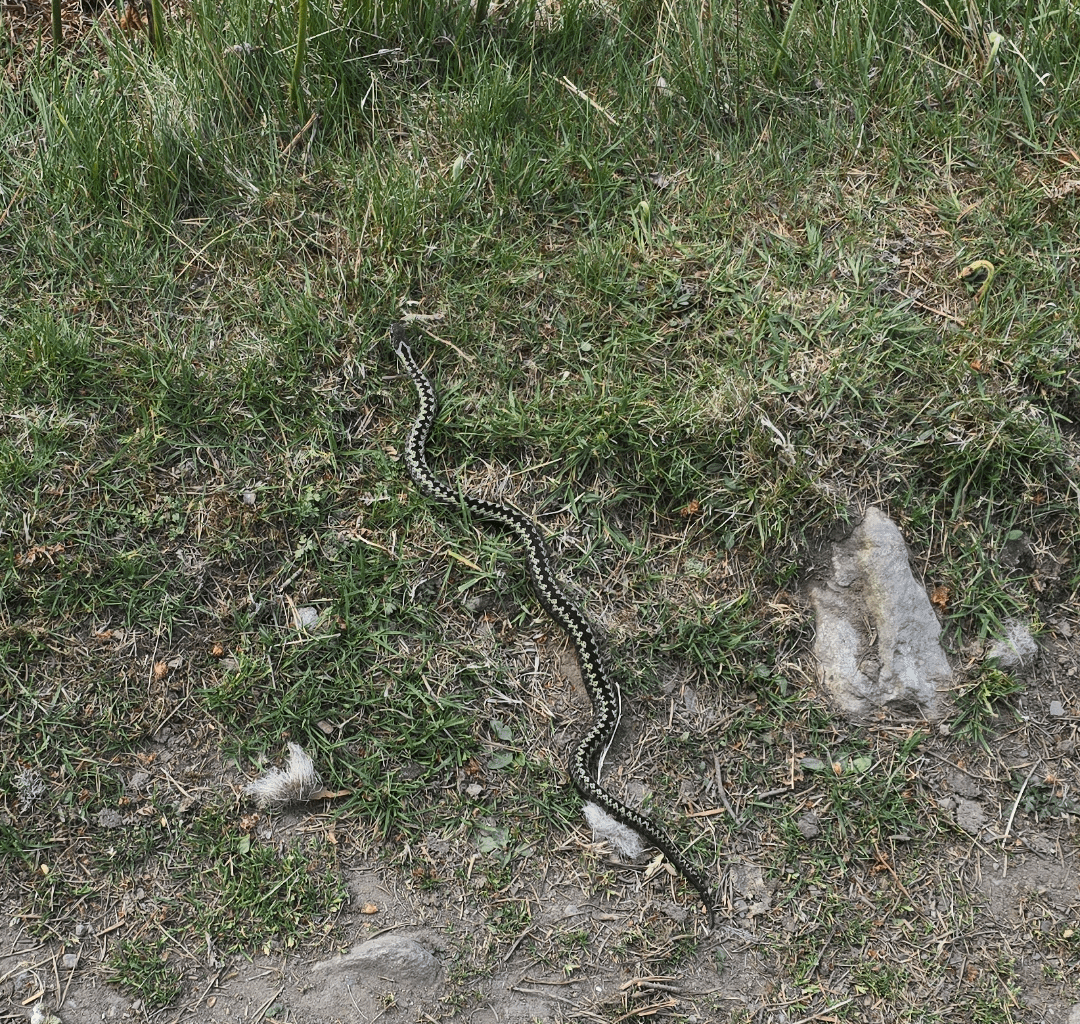 Hiking in the Cairngorms and came across an adder - quite a rare sight