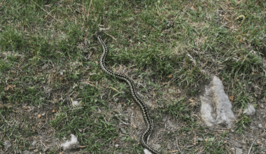 Hiking in the Cairngorms and came across an adder - quite a rare sight