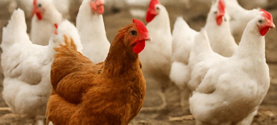 Newcastle Disease confirmed in poultry population in Malta