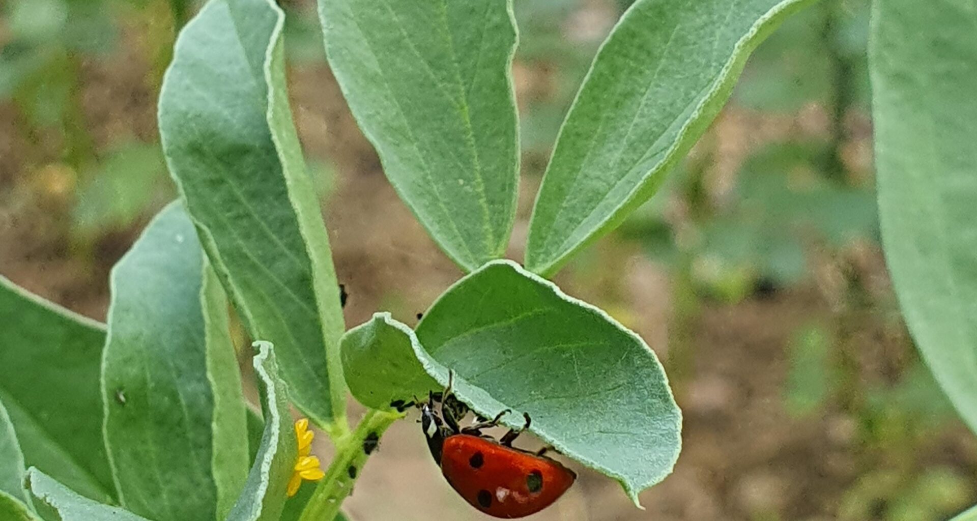 Guten Appetit, kleiner Freund