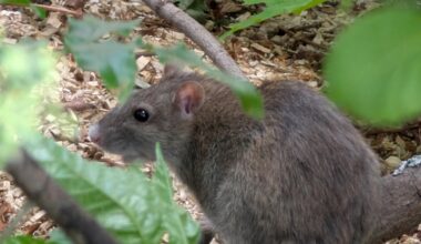 Ratte
