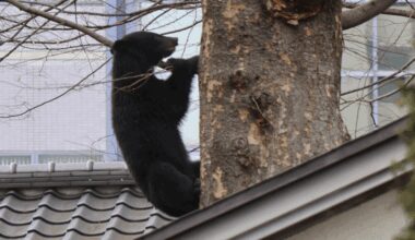 Bear sighting ends tournament in Japan amid safety concerns