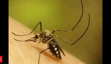 Health emergency: Dengue fever outbreak declared in Rarotonga, New Zealand