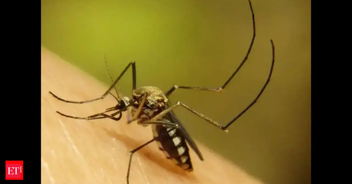 Health emergency: Dengue fever outbreak declared in Rarotonga, New Zealand