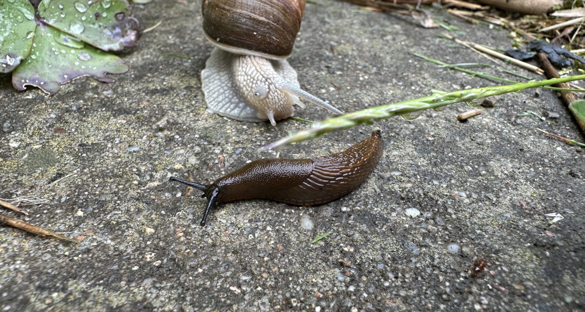 Die Schnecken kommen!