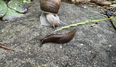Die Schnecken kommen!