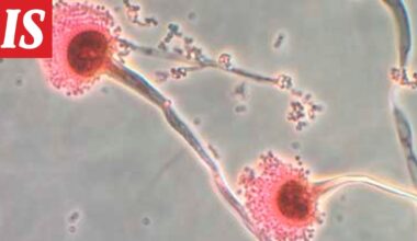 Tutkijat varoittavat vaarallisista sienitaudeista - Ilta-Sanomat