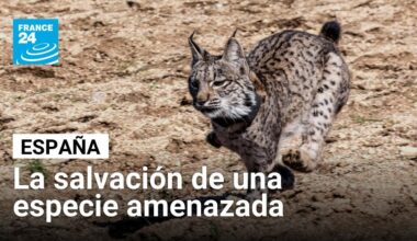 ¿Cómo salvó España al lince ibérico de la extinción? • FRANCE 24 Español