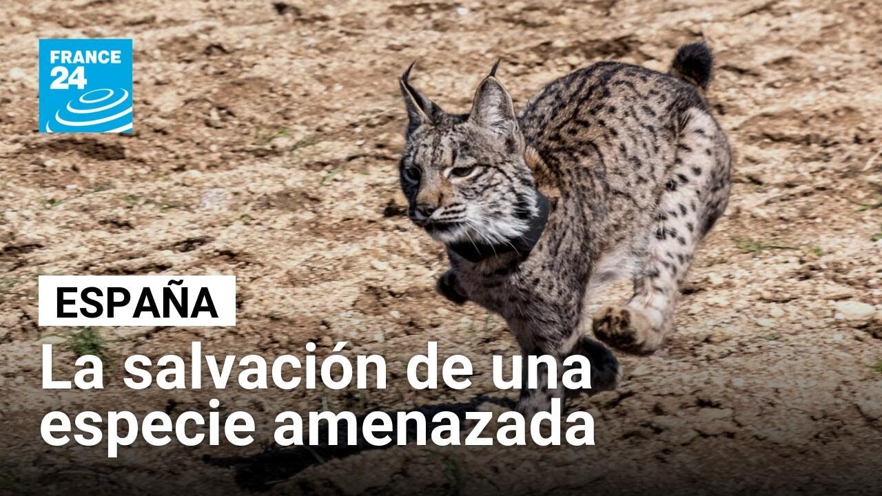 ¿Cómo salvó España al lince ibérico de la extinción? • FRANCE 24 Español