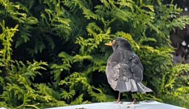 Vogel mit halben Schnabel