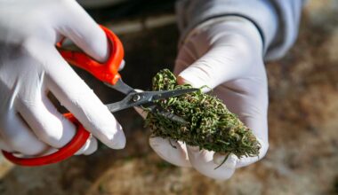 U.S. Cannabis Employment Declines Amid Strategic Staffing And Growing Sales, Report Finds