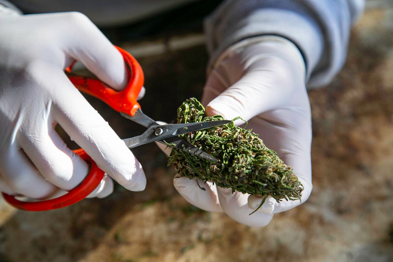 U.S. Cannabis Employment Declines Amid Strategic Staffing And Growing Sales, Report Finds