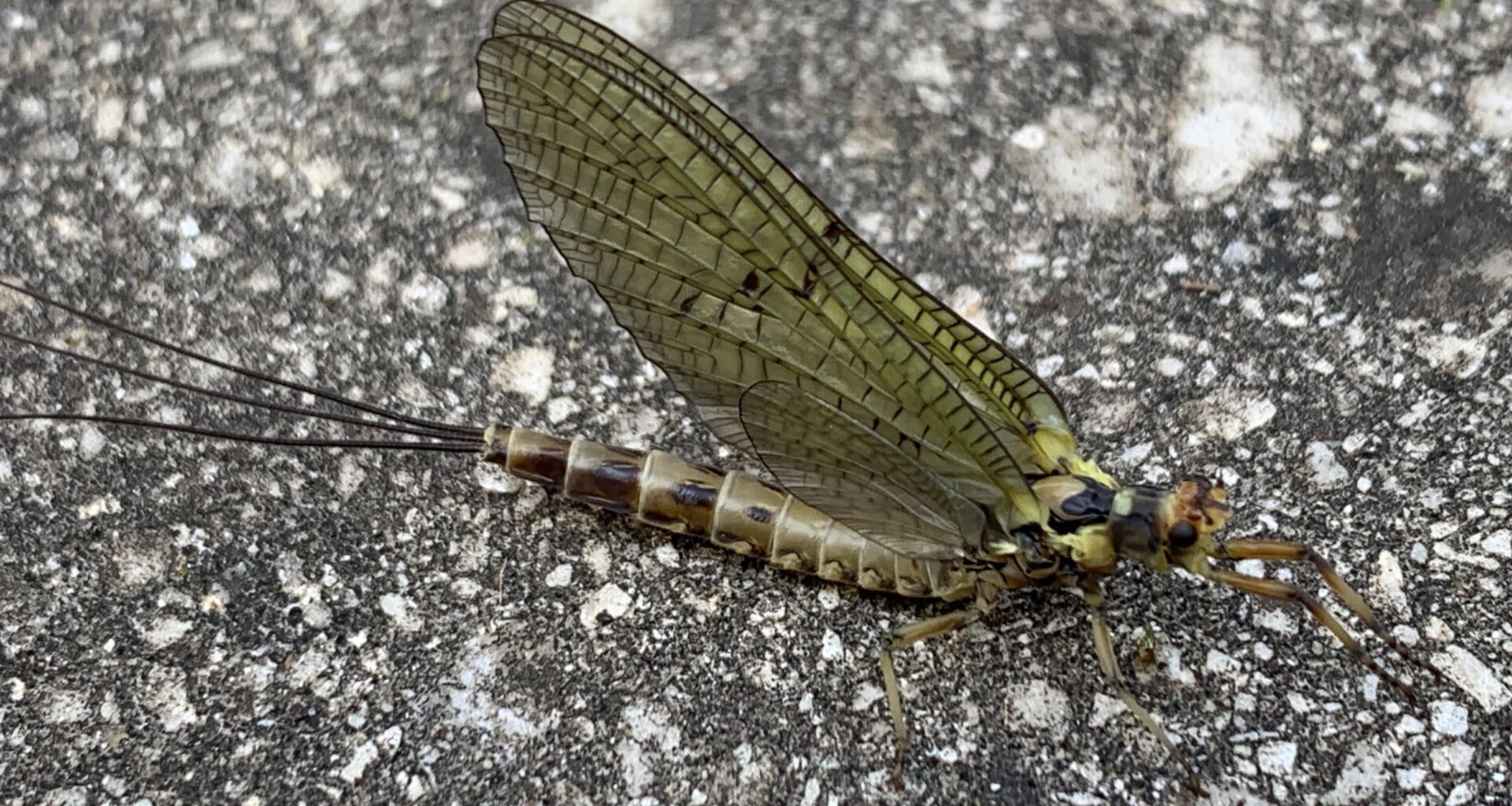 Was habe ich auf dem Balkon gesehen? Korpus ca 2,5cm