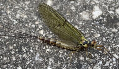 Was habe ich auf dem Balkon gesehen? Korpus ca 2,5cm