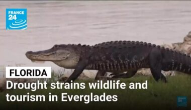 Severe drought strains wildlife and tourism in Florida's Everglades • FRANCE 24 English