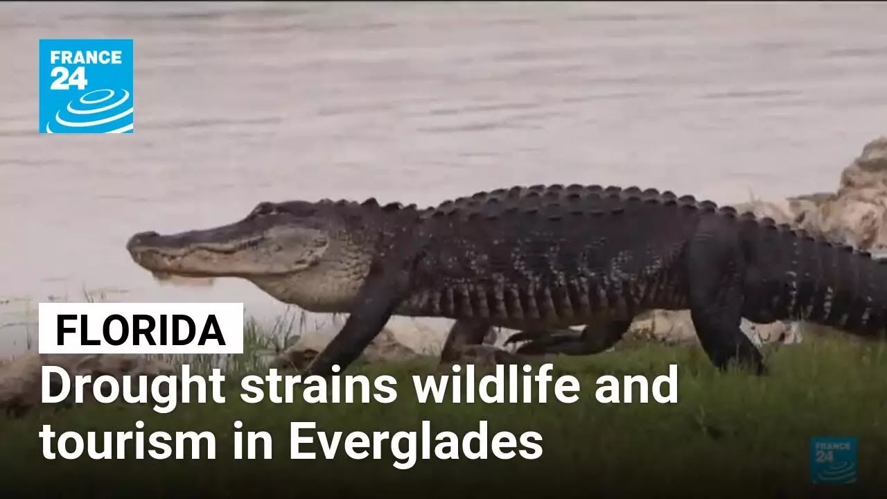Severe drought strains wildlife and tourism in Florida's Everglades • FRANCE 24 English