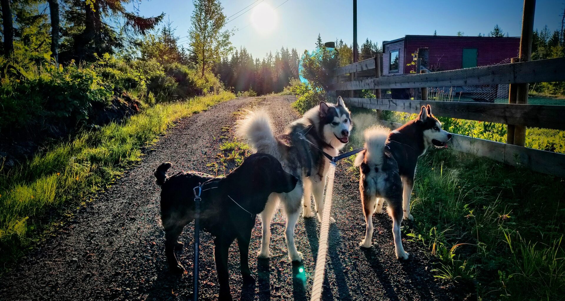 I posted a photo of my dogs a few years ago and a lot of people thought it was AI. Just to prove a point that it was a fluke of the light conditions and some editing in post, here's two of the original dogs with my puppy in almost the same place