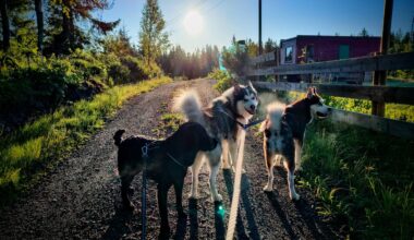 I posted a photo of my dogs a few years ago and a lot of people thought it was AI. Just to prove a point that it was a fluke of the light conditions and some editing in post, here's two of the original dogs with my puppy in almost the same place