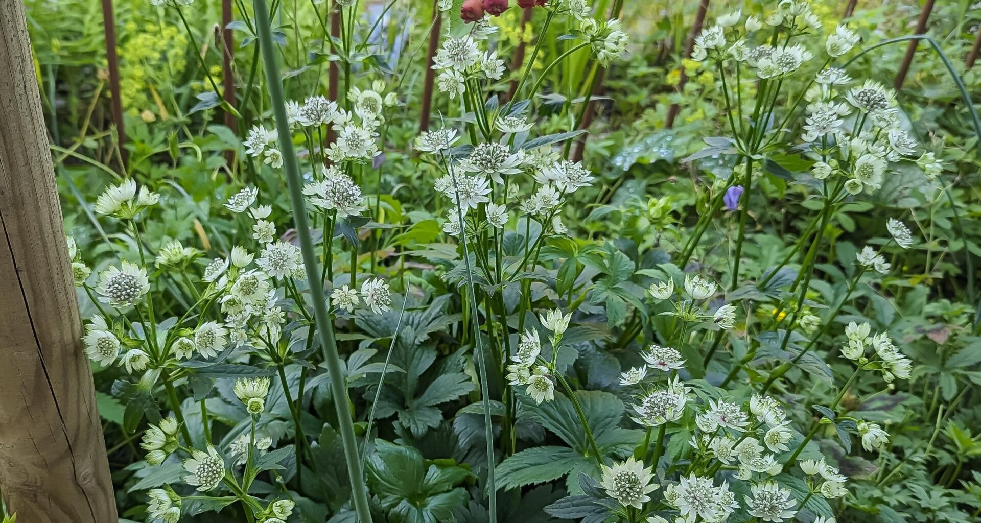 Welche schöne Blume hat sich da in meinen Garten verirrt? 🌷