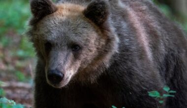 Bear attacks and critically injures woman walking her dog in Slovenia forest