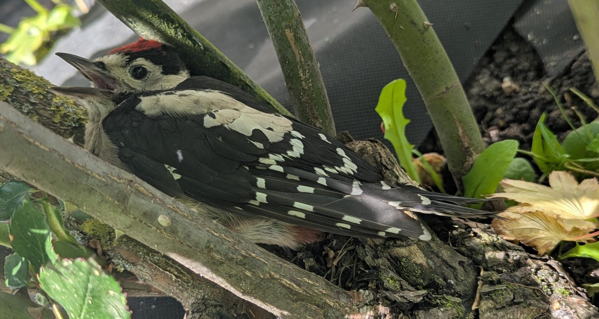 Jungspecht(?) bei mir im Garten.