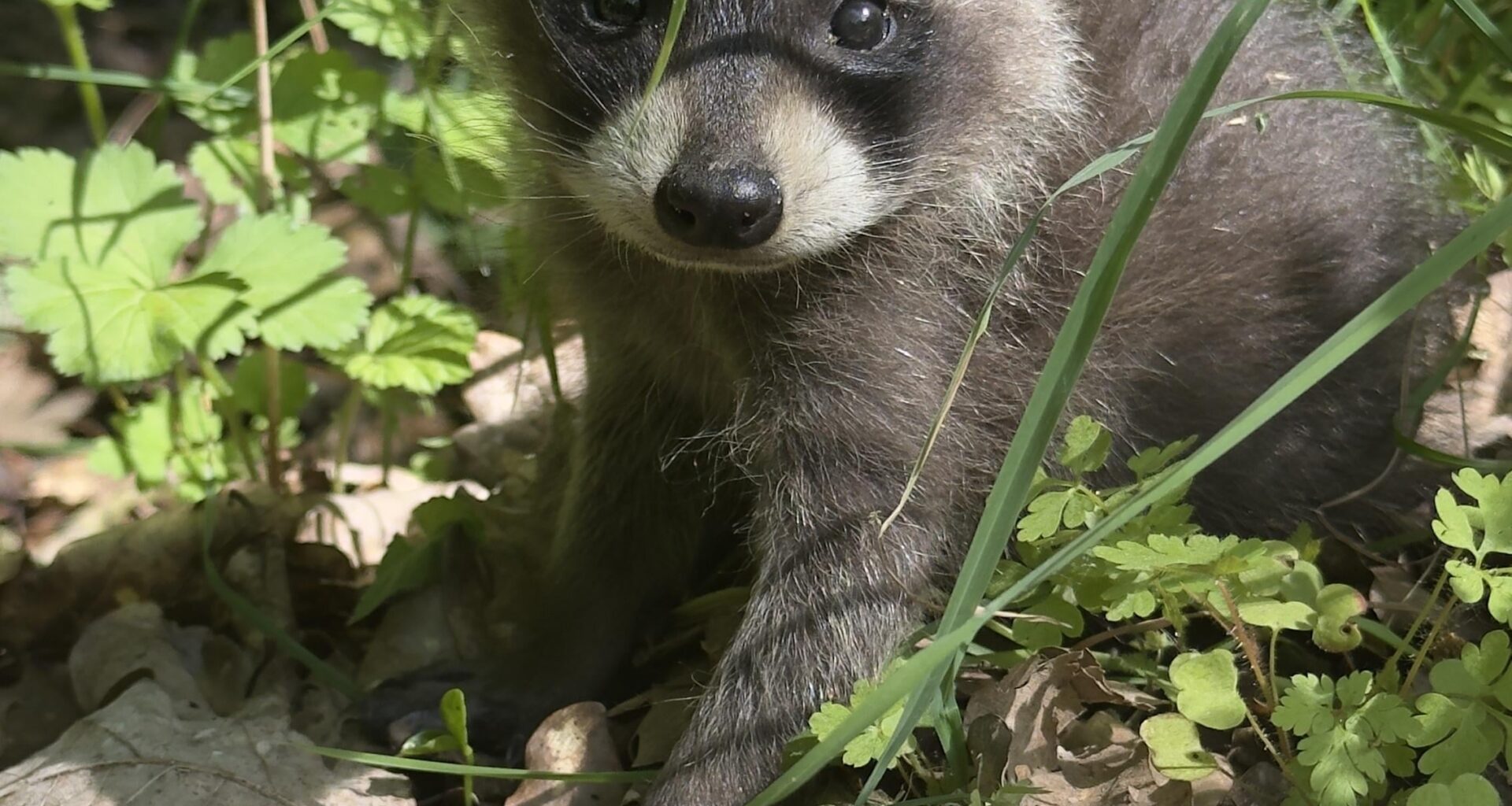 Waschbärbaby