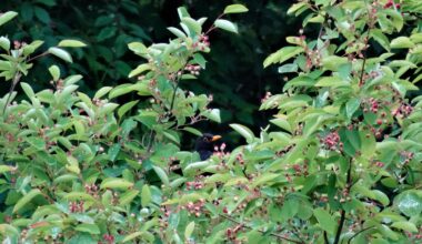 Amsel spielt Verstecken