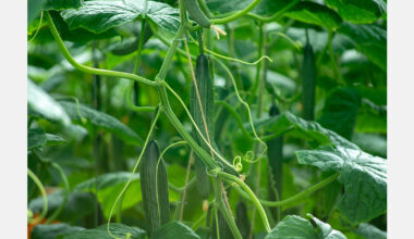 Estonia's vegetable self-sufficiency declines