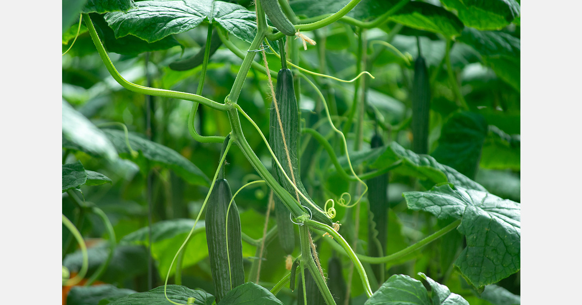 Estonia's vegetable self-sufficiency declines