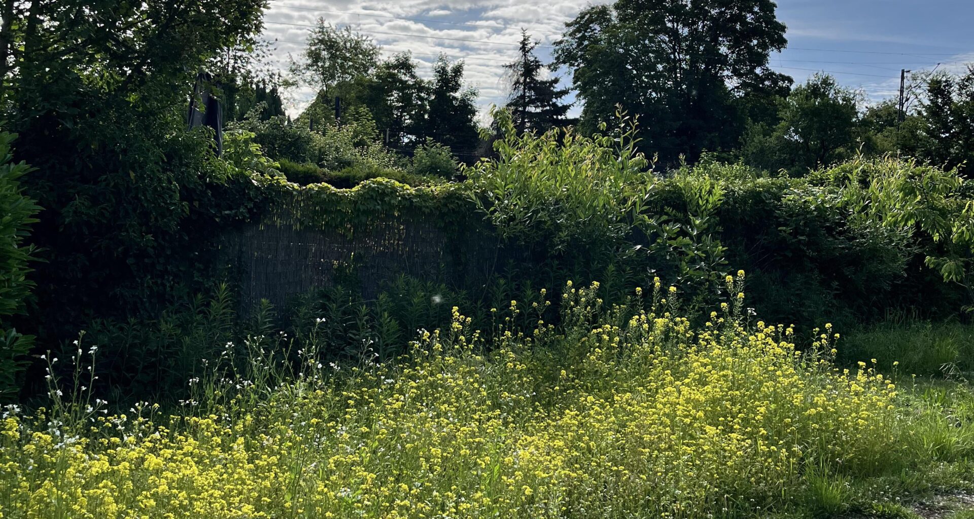 Gründüngung schneiden oder stehen lassen?