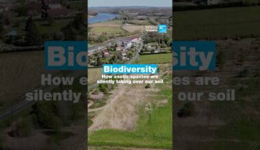 Our gardens have been invaded — and biodiversity is at risk 🌾🐛  • FRANCE 24 English