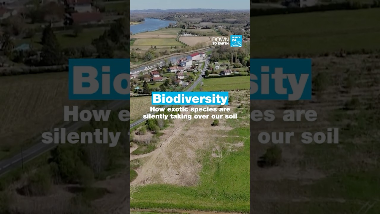Our gardens have been invaded — and biodiversity is at risk 🌾🐛  • FRANCE 24 English