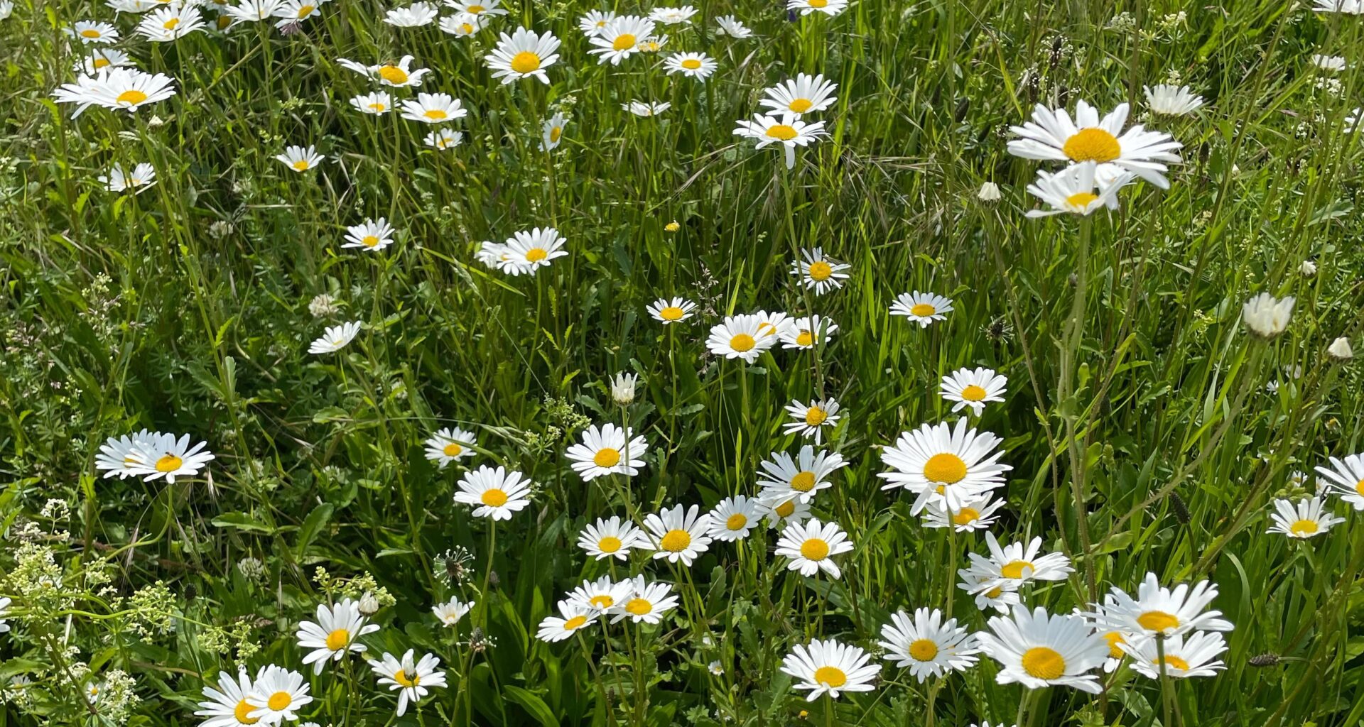 Meine kleine Blumenwiese