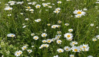 Meine kleine Blumenwiese