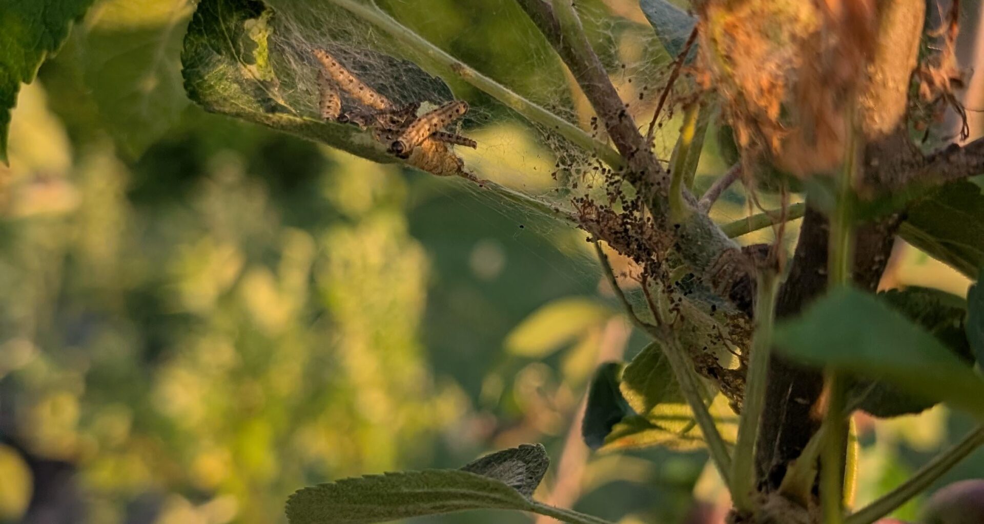 Was ist das in meinem Apfelbaum?