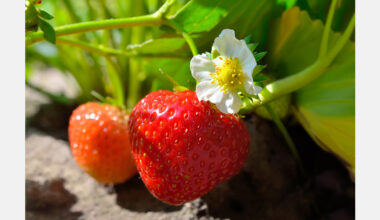 Rain brings hope for a good strawberry harvest in Moldova