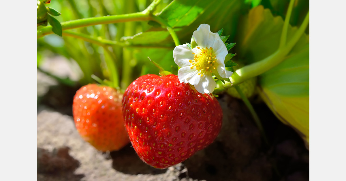 Rain brings hope for a good strawberry harvest in Moldova