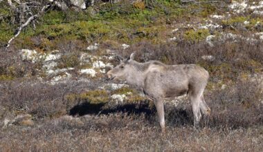 Reward of an early morning on Dovrefjell