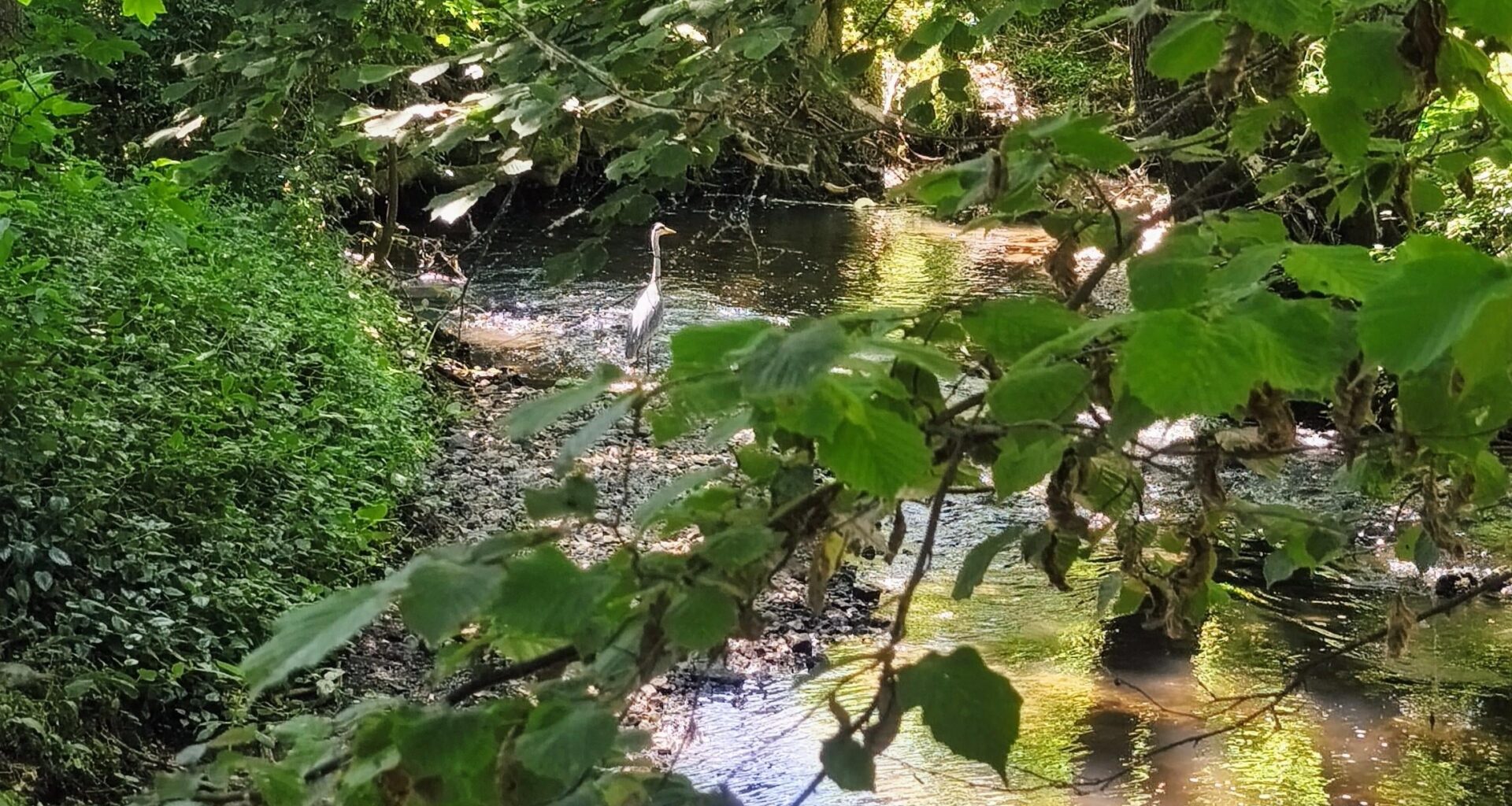 Graureiher im Wald