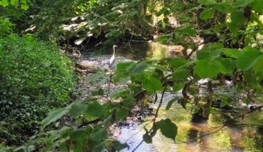 Graureiher im Wald