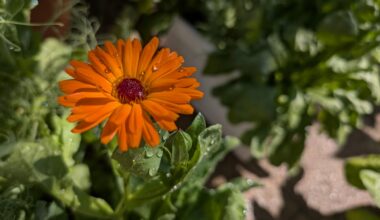 Die erste Ringelblume (Calendula) des Jahres.