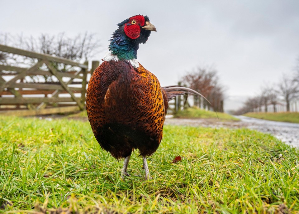 Male pheasant in a field.