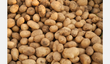 First Moldovan potatoes hit the market at twice the price of imports