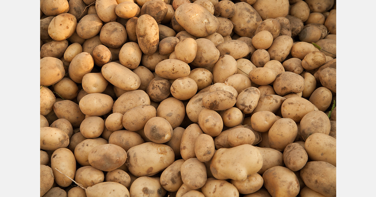 First Moldovan potatoes hit the market at twice the price of imports