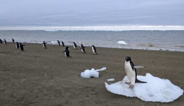 Pen-guano might be a climate change solution