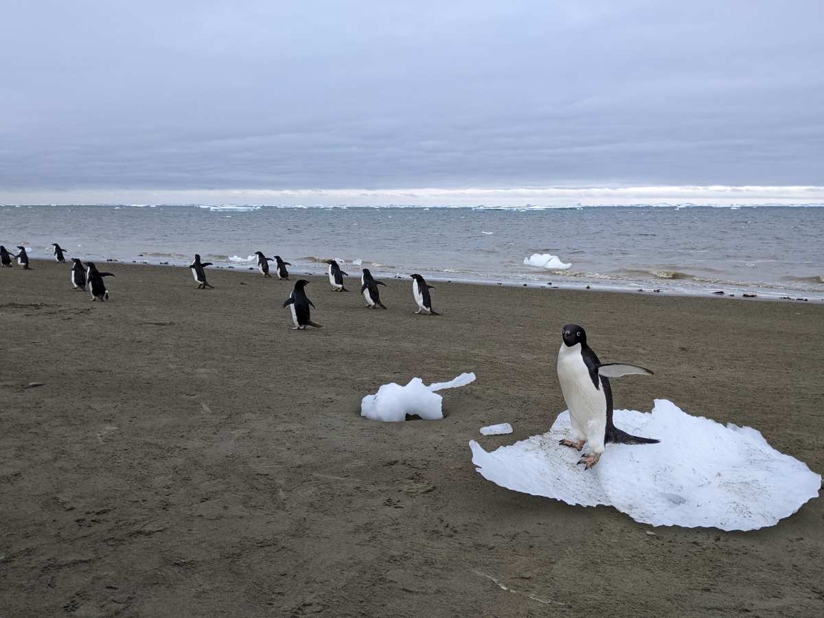 Pen-guano might be a climate change solution